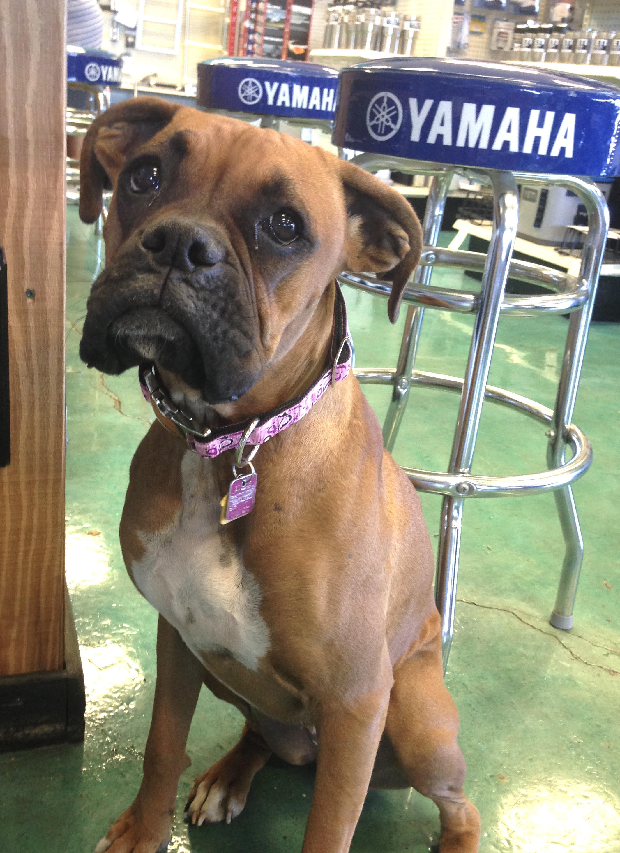 Skeeter the shop dog